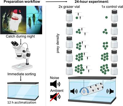 Decreased feeding rates of the copepod Acartia tonsa when exposed to playback harbor traffic noise